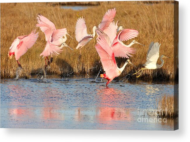 Spoonbill Acrylic Print featuring the photograph Follow the Leader by Jennifer Zelik
