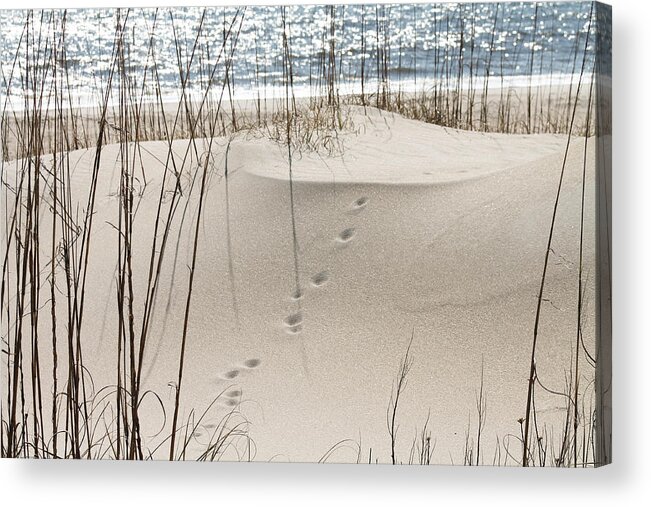 Beach Acrylic Print featuring the photograph Footprints in the sand by Jessica Brown