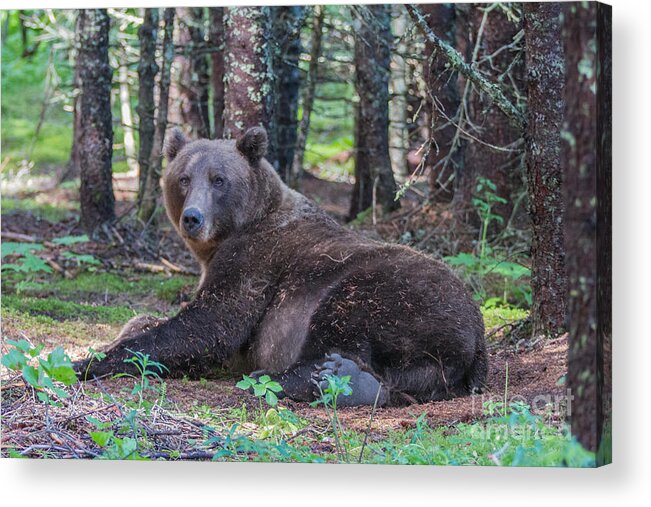 Bear Acrylic Print featuring the photograph Forest Bear by Chris Scroggins