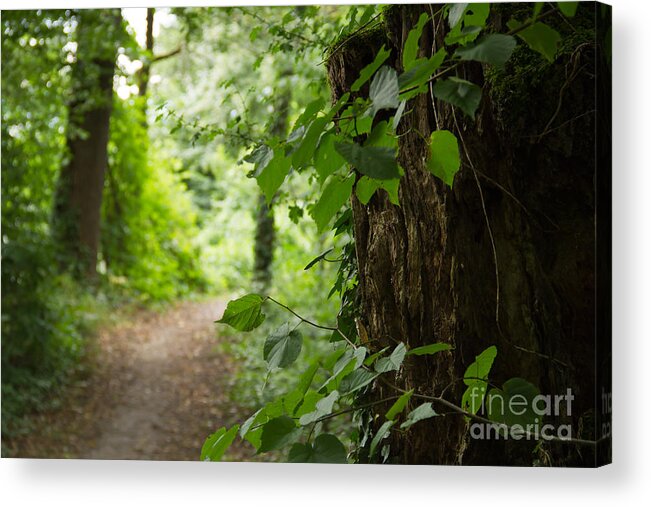 Wald Acrylic Print featuring the photograph Forest by Christine Sponchia