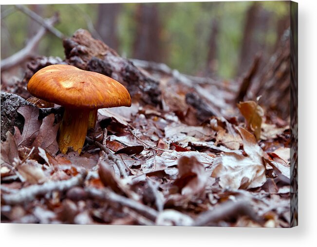 Toadstool Acrylic Print featuring the photograph Forest Color by Mark McKinney