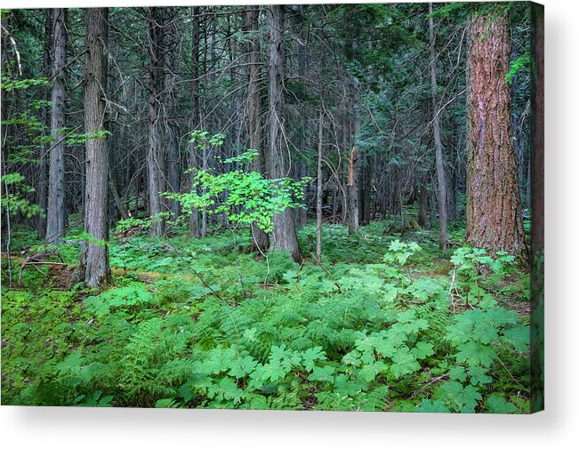 Glacier National Park Acrylic Print featuring the photograph Forest Floor Glacier National Park Painted by Rich Franco