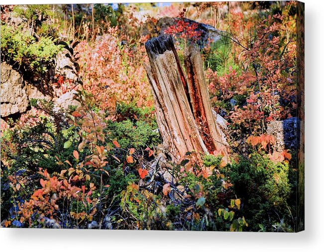 Forest Acrylic Print featuring the photograph Forest Floral by Donald J Gray