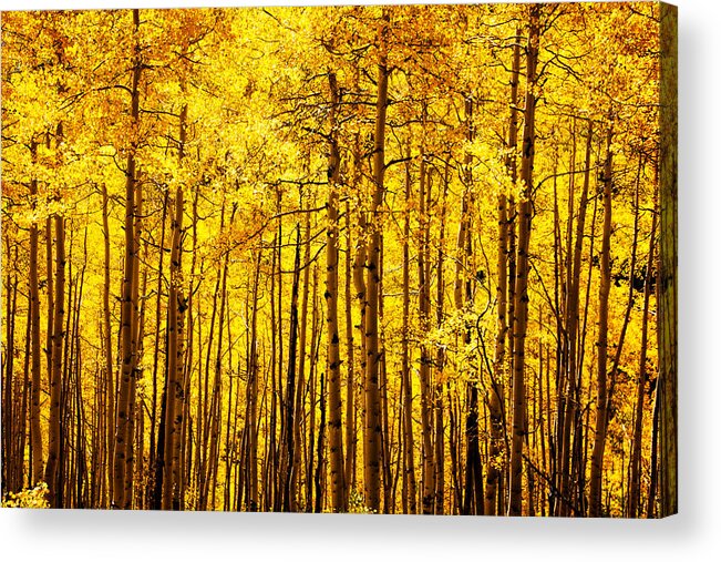 Colorado Acrylic Print featuring the photograph Forest Glow by Ken Smith