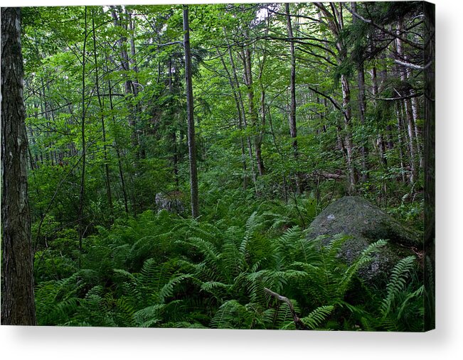 Landscape Acrylic Print featuring the photograph Forest Green by Greg DeBeck
