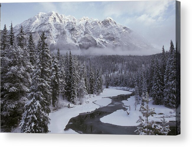 Flpa Acrylic Print featuring the photograph Forest Mt. Robson Provincial Park Bc by Mark Newman