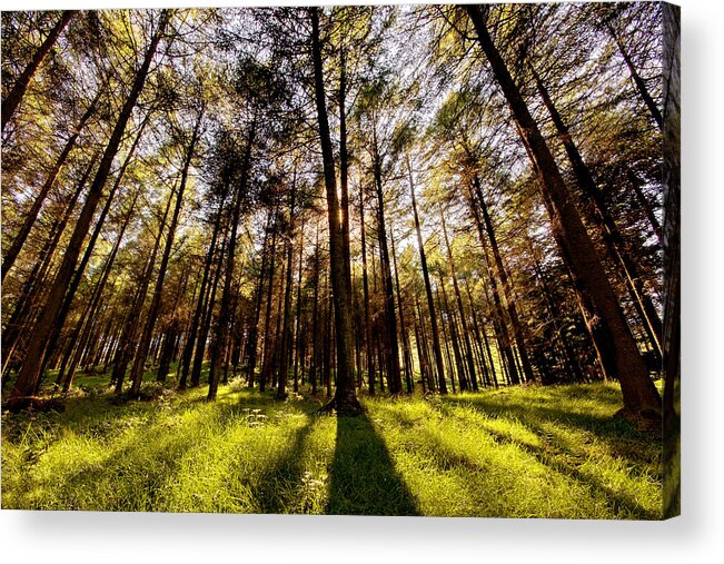 Trees Acrylic Print featuring the photograph Forest Shadows / Louth by Barry O Carroll