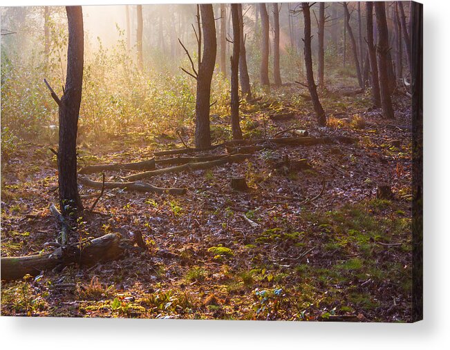 Darkness Acrylic Print featuring the photograph Forest Sunlight by Semmick Photo
