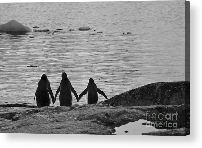 Festblues Acrylic Print featuring the photograph Forever Friends... by Nina Stavlund