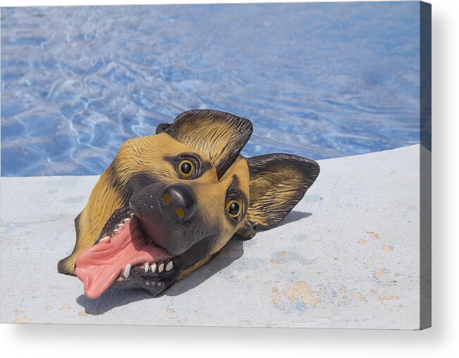 Pets Acrylic Print featuring the photograph Forgotten dog mask by Fernando Trabanco Fotografía