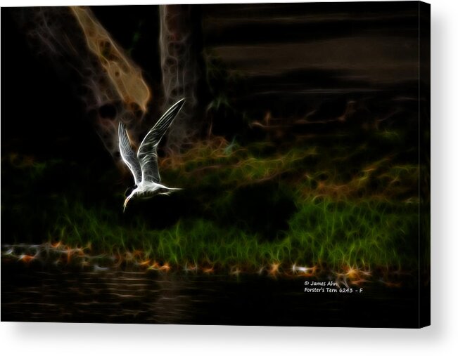 Forste's Tern Acrylic Print featuring the digital art Forster's Tern 6243 F by James Ahn