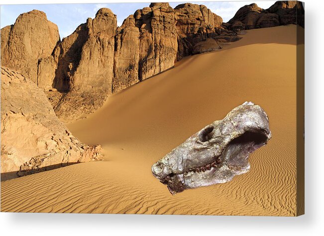 Probelesodon Lewisi Acrylic Print featuring the photograph Fossilised Skull Of A Mammal-like Reptile by Sinclair Stammers/science Photo Library