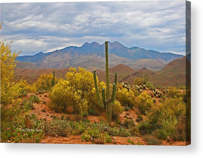 Four Peaks Acrylic Print featuring the photograph Four Peaks Palo Verde And Saguaros In The Spring by Tom Janca