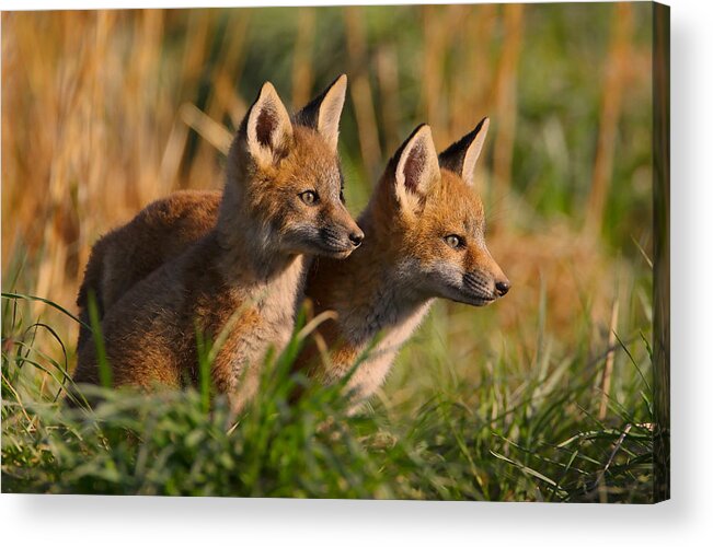 Fox Acrylic Print featuring the photograph Fox Cubs at Sunrise by William Jobes