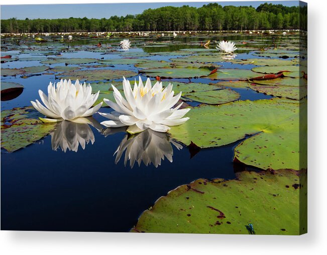 Caddo Lake Acrylic Print featuring the photograph Fragrant Water Lilies On Caddo Lake by Larry Ditto