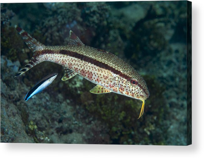 Flpa Acrylic Print featuring the photograph Freckled Goatfish And Blue-streaked by Colin Marshall