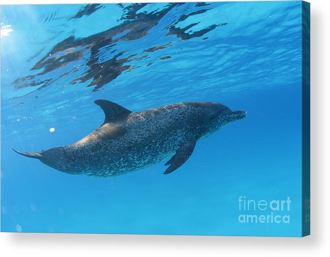 Dolphin Acrylic Print featuring the photograph Free by Carey Chen
