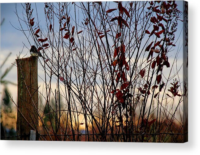 Landscape Acrylic Print featuring the photograph Free by Rory Siegel