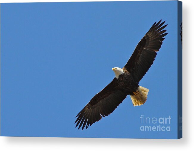 Eagle Acrylic Print featuring the photograph Freedom by Rick Monyahan