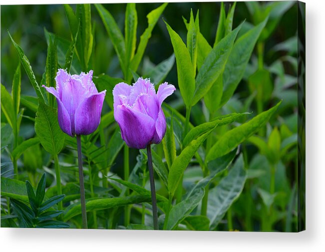 Flowers Acrylic Print featuring the photograph French Tulips by Michael Hubley
