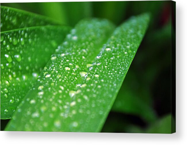Green Plant Acrylic Print featuring the photograph Fresh Rain Drops by Jeanne May