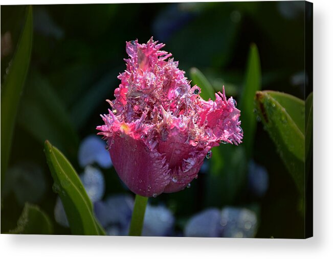 Fringed Tulip Acrylic Print featuring the photograph Fringed Tulip by Jeanne May