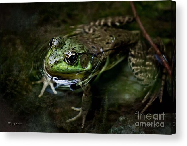 Nature Acrylic Print featuring the photograph Frog Floating by Ms Judi