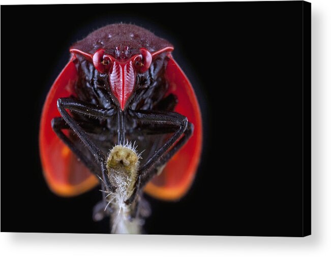 Feb0514 Acrylic Print featuring the photograph Froghopper Costa Rica by Piotr Naskrecki