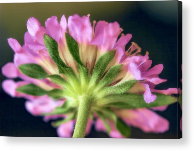 Wild Flower Acrylic Print featuring the photograph From The Back by Joan Bertucci