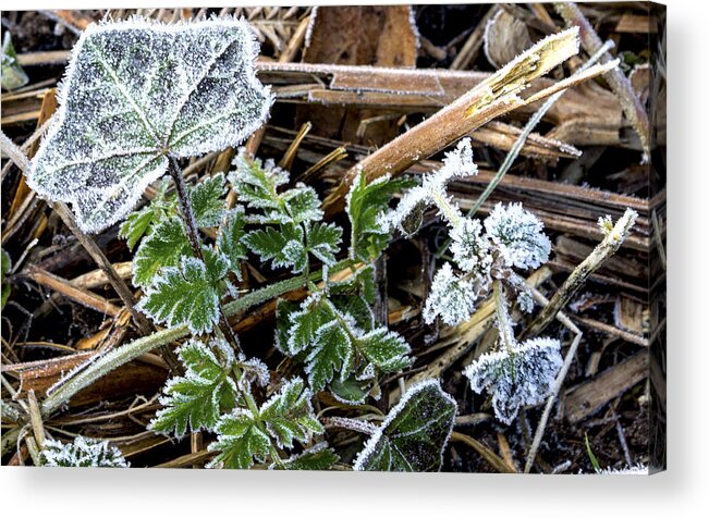 Frost Acrylic Print featuring the photograph Frosty by Spikey Mouse Photography