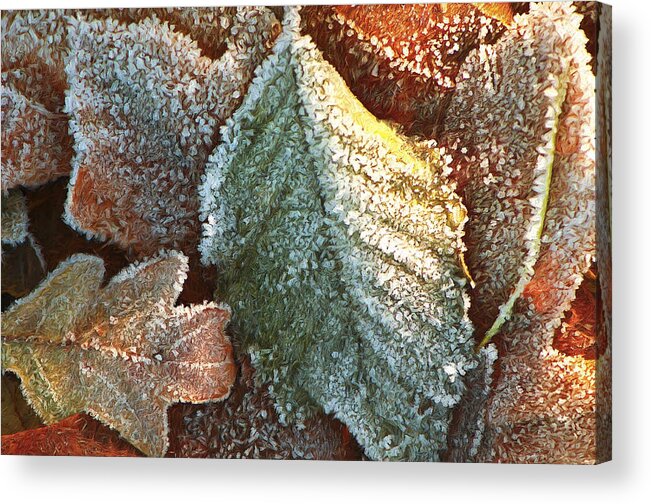 Frosty Leaves Acrylic Print featuring the photograph Frosty Leaves by Sharon Talson