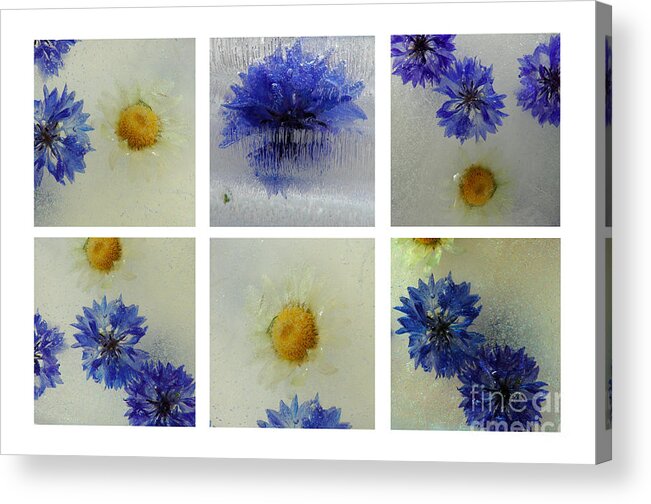 Frozen Ice Blue Flowers Icy Macro Collage Acrylic Print featuring the photograph Frozen Blue by Randi Grace Nilsberg