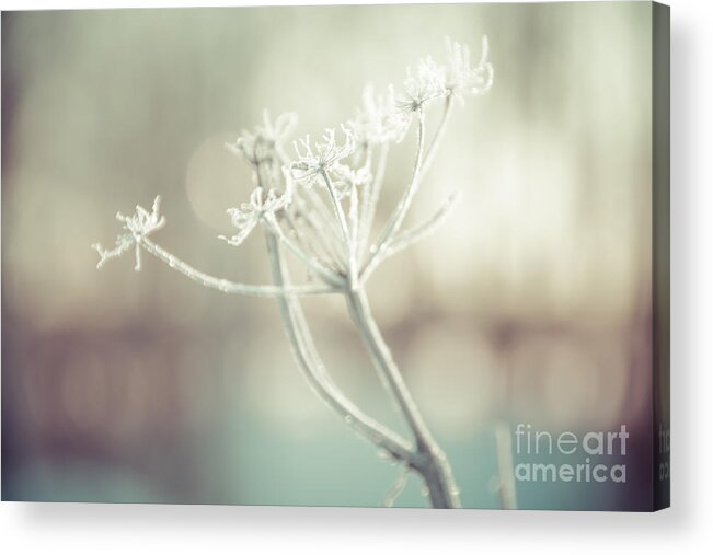 Queen Anne's Lace Acrylic Print featuring the photograph Frozen Lace by Cheryl Baxter