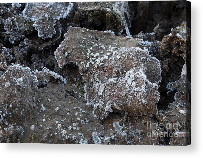 Crack Acrylic Print featuring the photograph Frozen Mud by Marianne Jensen