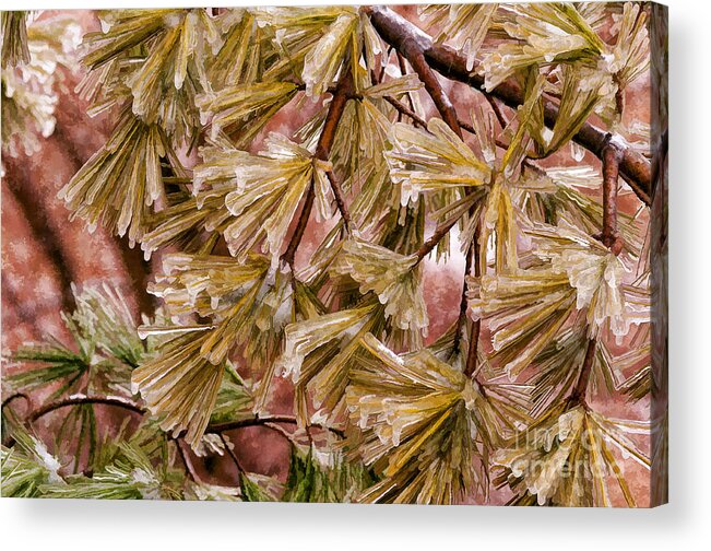 Pine Acrylic Print featuring the photograph Frozen Pine Needles by Les Palenik