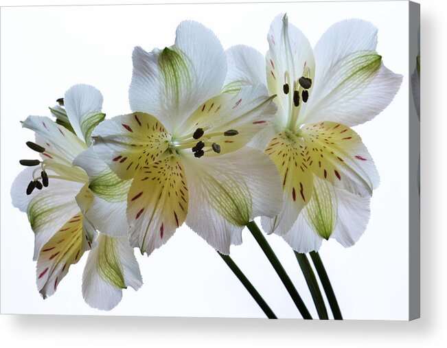 Alstroemeria Acrylic Print featuring the photograph Full Bloom. by Terence Davis