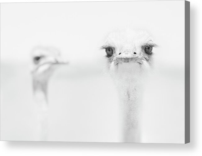 Ostrich Acrylic Print featuring the photograph Funny Ostrich by Carlo Tonti