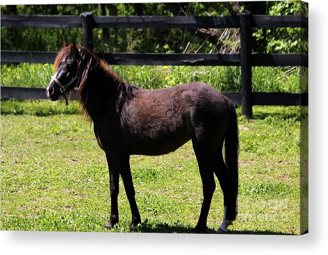 Horse Acrylic Print featuring the photograph Furry Pony by Janice Byer