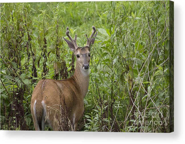 Deer Acrylic Print featuring the photograph Future Leader by Cris Hayes
