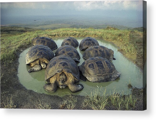 Feb0514 Acrylic Print featuring the photograph Galapagos Giant Tortoises Wallowing by Tui De Roy