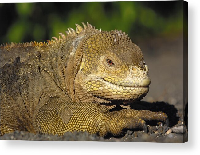 Feb0514 Acrylic Print featuring the photograph Galapagos Land Iguana Isabella Island by Pete Oxford
