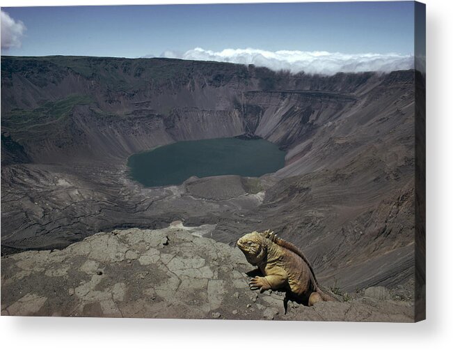Feb0514 Acrylic Print featuring the photograph Galapagos Land Iguana Overlooking by Tui De Roy