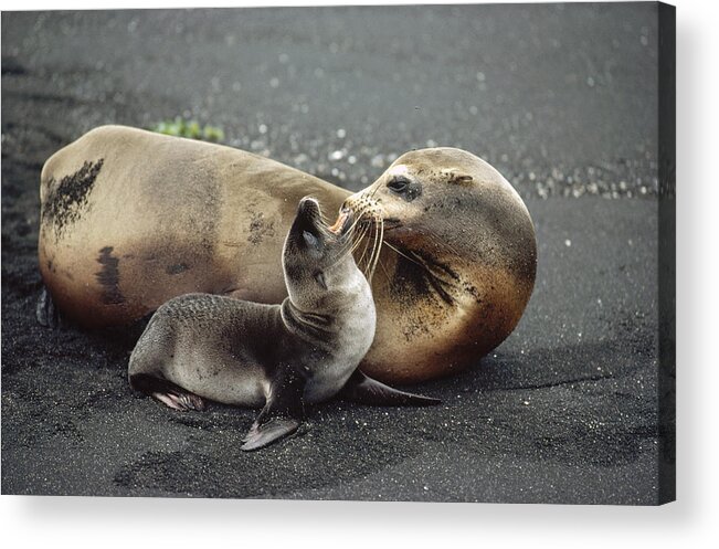 Feb0514 Acrylic Print featuring the photograph Galapagos Sea Lion Mother And Newborn by Tui De Roy