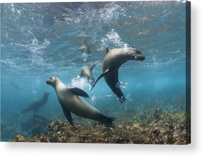 536779 Acrylic Print featuring the photograph Galapagos Sealions Floreana Isl Ecuador by Tui De Roy