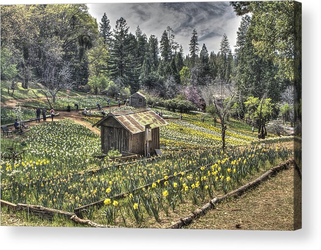 Amador Acrylic Print featuring the photograph Garden Houses on Daffodil Hill by SC Heffner