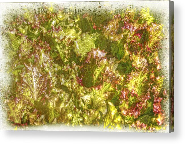 Garden Acrylic Print featuring the photograph Garden Lettuce - Green Gold by Carol Senske