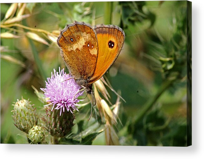 Butterfly Acrylic Print featuring the photograph Gatekeeper Butterfly by Tony Murtagh