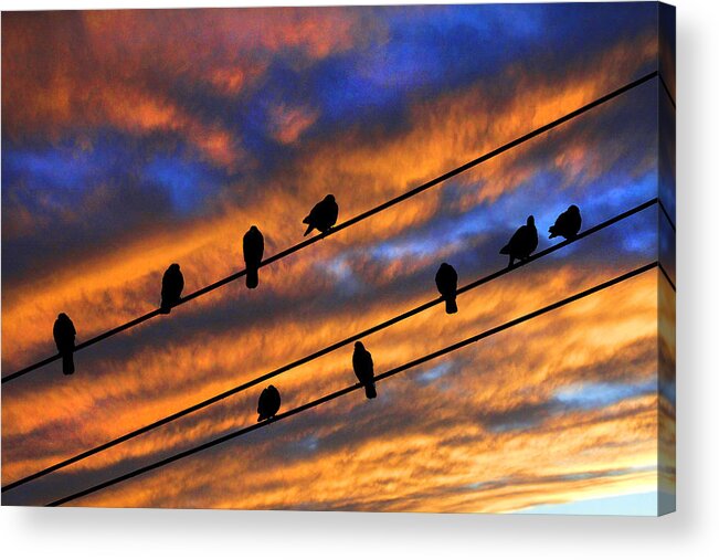 Birds telephone Lines phone Lines Community Gathering Gossip Evening Peace Serenity Twilight Sunset Relations Family Communication mike Flynn mike Flynn Photography Clouds end Of The Day Assembly Conclave Congregation Convention Gang Huddle Powwow Rally Rendezvous Reunion Conference Birds On The Wire Affair Association Company Conference Congregation Crowd Flock Tribe Club Function Get-together Group Horde Huddle Rally Social Function Society Acrylic Print featuring the photograph Gathering by Mike Flynn
