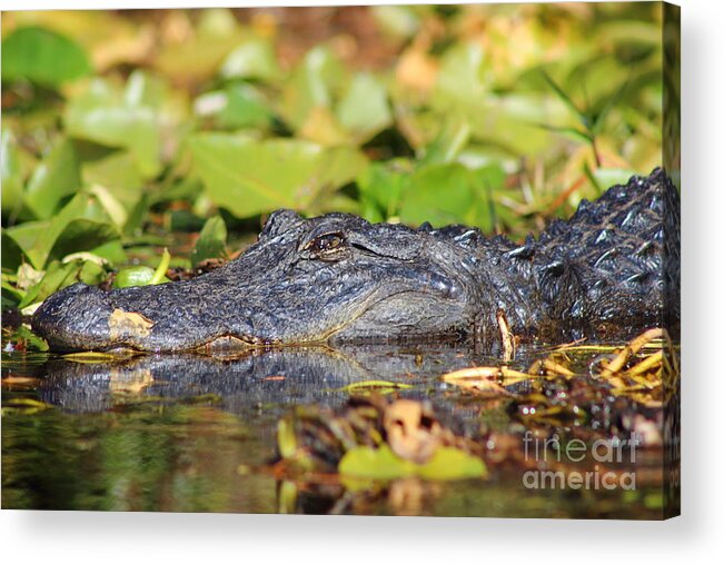 Alligator Acrylic Print featuring the photograph Gator Stare by Andre Turner