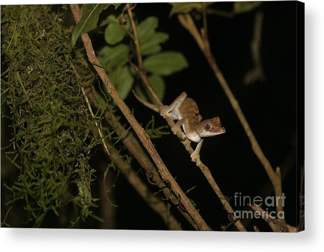 Nature Acrylic Print featuring the photograph Gecko In The Night by Rudi Prott